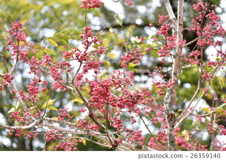 Mayumi fruit 26359140