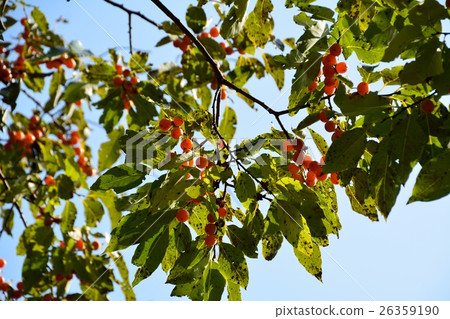 A cute fruit of bean curd is full A cute fruit of bean curd is full 26359190