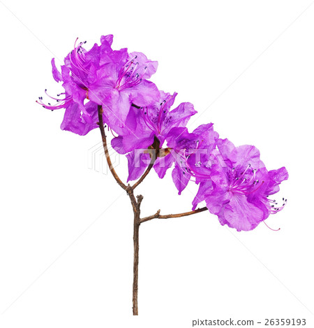Purple rhododendron flowers on branch. 26359193