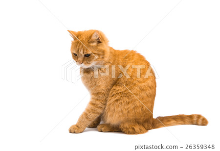 British red cat 26359348