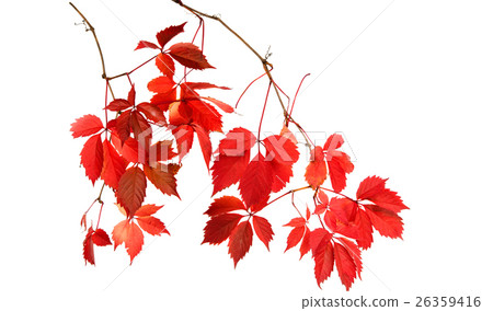 red autumn leaves 26359416