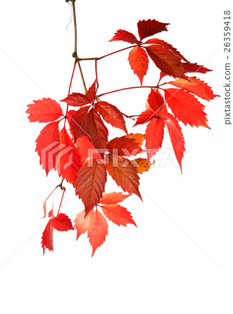 red autumn leaves 26359418