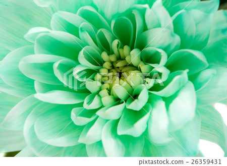 chrysanthemum flower chrysanthemum flower 26359431