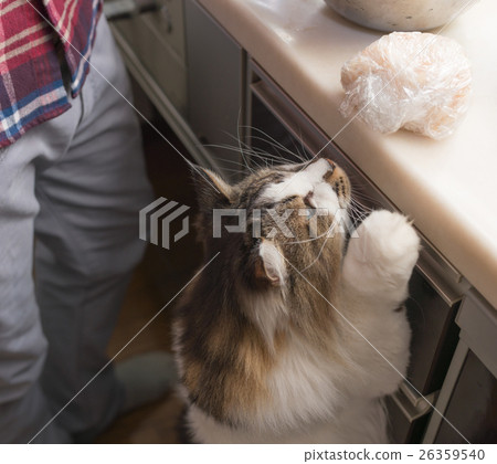 廚房貓 26359540
