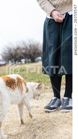 cat  26359547