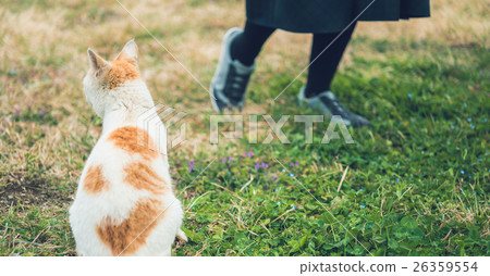 cat cat 26359554