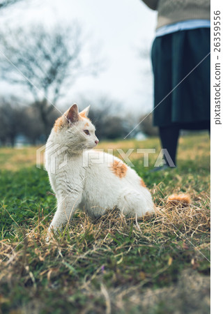 cat cat 26359556