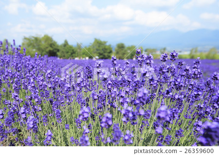 lavender 26359600