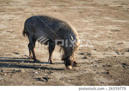 Bornean bearded pigs on beach 26359779