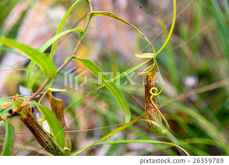 Carnivorous pitcher plant. Nepenthes albomarginata Carnivorous pitcher plant. Nepenthes albomarginata 26359789