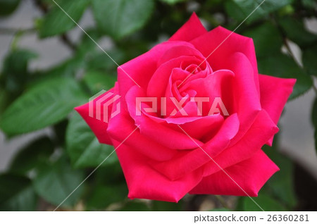 玫瑰 26360281