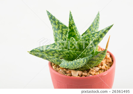 little aloevera in plastic pot little aloevera in plastic pot 26361495
