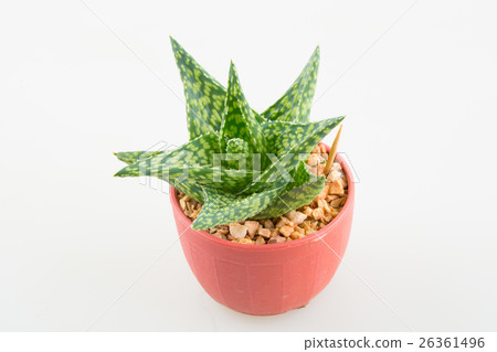 little aloevera in plastic pot little aloevera in plastic pot 26361496