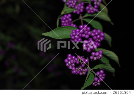 Midori Shikibu(特寫) Midori Shikibu(特寫) 26361504