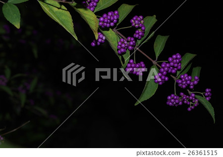 Murasaki Shikibu在晚上 26361515