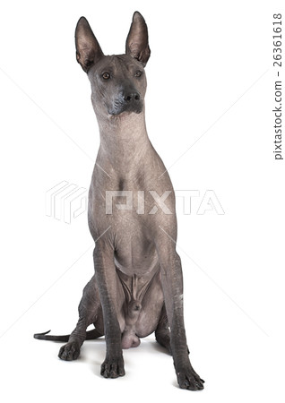 Xoloitzcuintle male dog 26361618