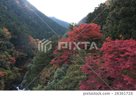 Autumn leaves in Hatonosukekya Autumn leaves in Hatonosukekya 26361728