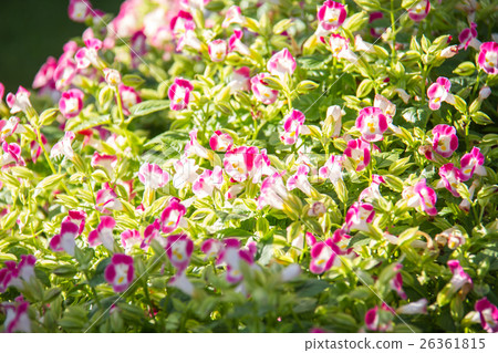 Pink Begonia flowers in the garden Pink Begonia flowers in the garden 26361815
