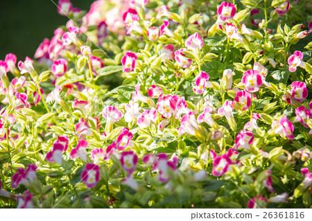 Pink Begonia flowers in the garden 26361816