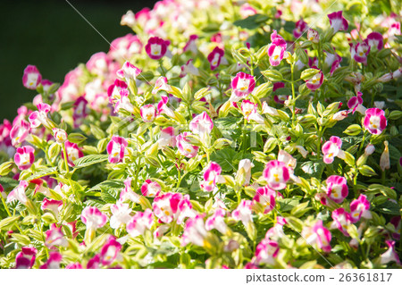 Pink Begonia flowers in the garden Pink Begonia flowers in the garden 26361817
