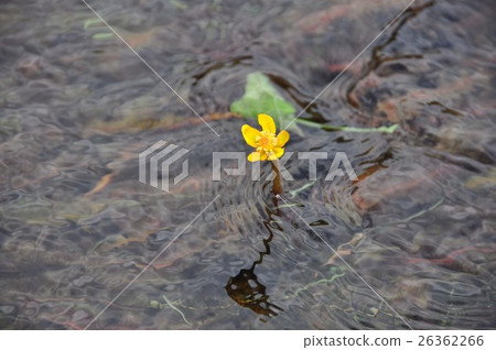 Shimotsuke Kouone的殖民地 26362266