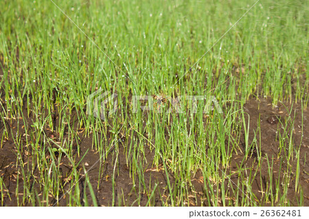 Wasp on grass in water Wasp on grass in water 26362481