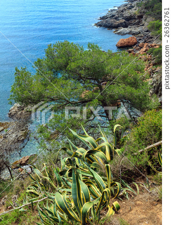 Conifer tree and stripped Agave above sea. 26362761