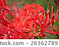 Cluster amaryllis 26362789
