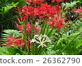 Cluster amaryllis 26362790