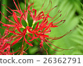 Cluster amaryllis 26362791