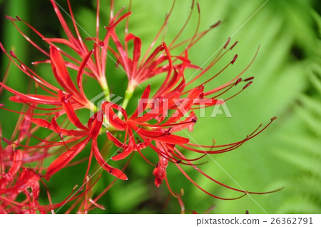 群集孤挺花 群集孤挺花 26362791