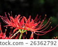 Cluster amaryllis 26362792