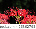 Cluster amaryllis 26362793
