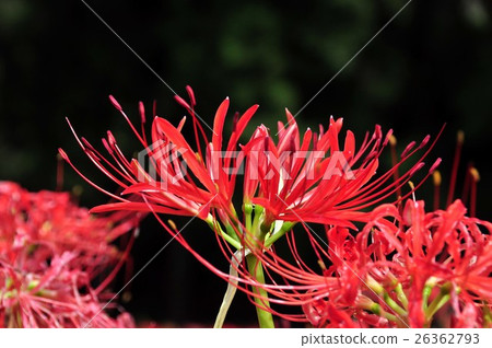 Cluster amaryllis 26362793