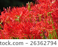 Cluster amaryllis 26362794