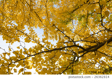 秋天的形象 秋天的形象 26362814