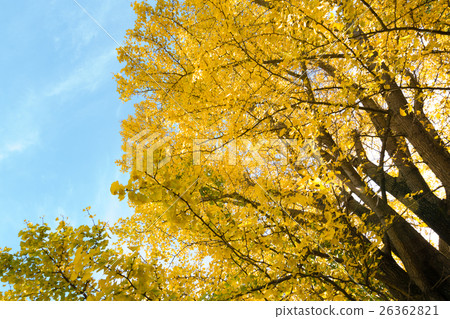 秋天的形象 秋天的形象 26362821