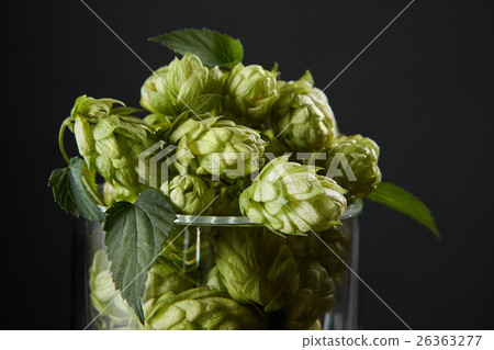 hops in a beer glass 26363277