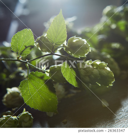 Hop cones with leaves 26363347