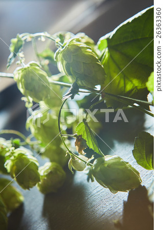 branch of green hop branch of green hop 26363360