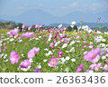  Cosmos field 26363436