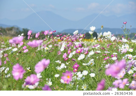  Cosmos field 26363436