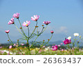  Cosmos field 26363437