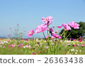  Cosmos field 26363438