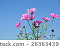  Cosmos field 26363439
