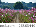  Cosmos field 26363440