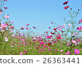  Cosmos field 26363441