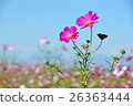  Cosmos field 26363444