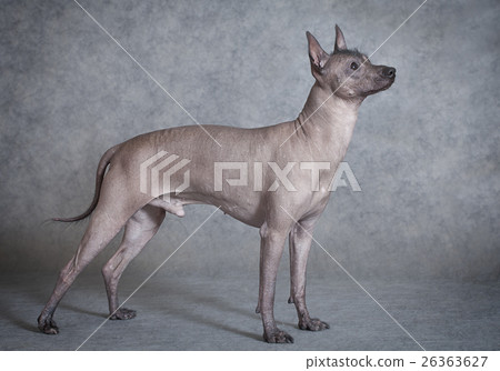 Xoloitzcuintle male dog against grey background 26363627