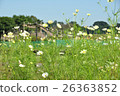  Cosmos field 26363852